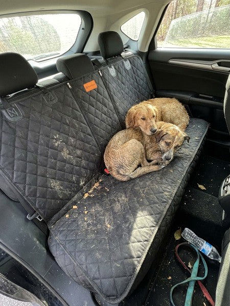 Husa scaune auto pentru transport animale NextWave®️, universala, caini si pisici, taxi, ride sharing, ofera — testimonial 1